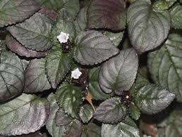 Image result for Strobilanthes