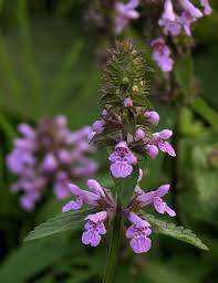 Image result for Stachys pseudonigricans