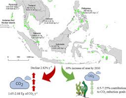 This funding opportunity is part of mission india and mission pakistan's support for public diplomacy programming deadline: Quantification Of Blue Carbon In Seagrass Ecosystems Of Southeast Asia And Their Potential For Climate Change Mitigation Sciencedirect