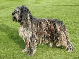 Our dogs joined our family from the wonderful breeder, luigi cavalchini from allevamento di valle scrivia in bergamo, italy. Pastore Bergamasco