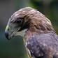 Winged Wisdom: Understanding Birds of Prey — event image
