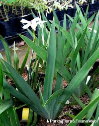 Image result for Dietes flavida