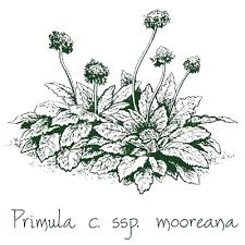 Image result for Primula capitata
