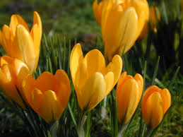 Image result for crocus flower pic