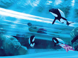 Best water parks in florida. The 15 Best Water Parks In Florida