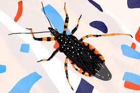 This is because bugs sometimes hitch a ride inside bags of. Everything To Know About Assassin Or Kissing Bugs Apartment Therapy