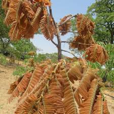 Image result for Brachystegia boehmii