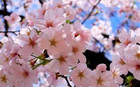 Recognized by ripley's believe it or not! 20 Most Beautiful Flowering Trees Around The World