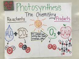 5th Grade Science Photosynthesis Photosynthesis 5th Grade Science Photosynthesis And Cellular Respiration