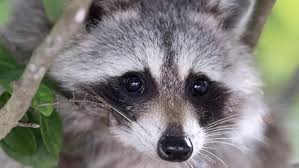 Apk downloader for windows, linux and macos. Ø£Ø·Ø¨Ø§Ø¡ ÙˆØµÙŠØ§Ø¯Ù„Ø© ØºØ±Ø¨ ÙƒÙ†Ø¯Ø§ ÙŠØ³Ø§Ø¨Ù‚ÙˆÙ† Ø§Ù„Ø²Ù…Ù† Ù„Ø¥Ù†Ù‚Ø§Ø° Ø·ÙÙ„ ØªÙ†Ø§ÙˆÙ„ ÙØ¶Ù„Ø§Øª Ø§Ù„Ø±Ø§ÙƒÙˆÙ†