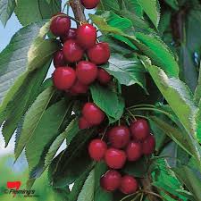 You only need to plant one variety to produce fruit. Flowering Cherry Trees No Fruit Fruit Trees