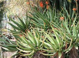 Image result for Aloe lutescens