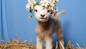 Lente@edelgranrecords.com for gigs and any other updates please check my facebook page. Dit Zijn De Beste Ideeen Voor Deze Lente Het Parool