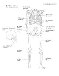 Quizlet flashcards, activities and games help you improve your grades. Medical Spanish Illustration Skeletal System