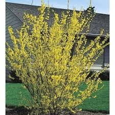 2 25 Gallon Yellow Forsythia Flowering Shrub L3184 Nursery Shrubs Flowering Shrubs Summer Plants