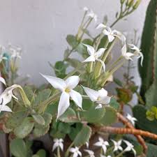 Image result for Kalanchoe marmorata
