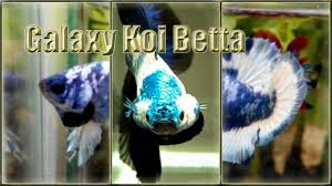 Created in the early 1970's by orville gulley. Marble Betta Fish Youtube