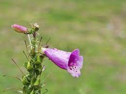 Pin On New Gardening Know How Articles