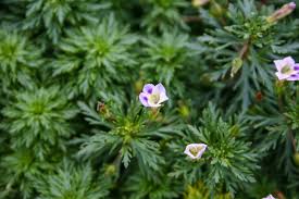 Image result for Limnophila