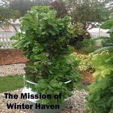 Our Lettuce Towers Are Thriving Winter Garden Winter Haven Garden