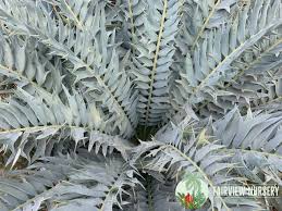 Image result for Encephalartos umbeluziensis