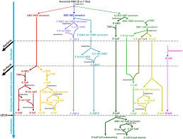 Check spelling or type a new query. Tracing The Structural Evolution Of Eukaryotic Atp Binding Cassette Transporter Superfamily Scientific Reports