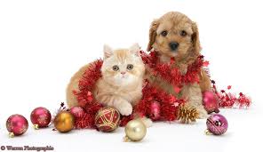 Lemax christmas village collection kittens free to good home figurine #72391. Puppy And Kitten Christmas Wallpapers Wallpaper Cave