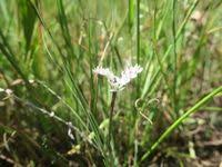 Image result for Aponogeton junceus