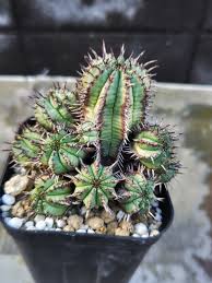 Image result for Euphorbia mlanjeana