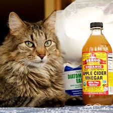 get rid of fleas on cats