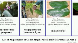 Image result for Marantochloa purpurea