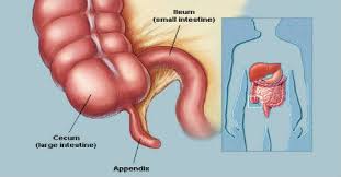 Pin On Human Anatomy