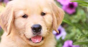 Get the inside scoop on jobs, salaries, top office locations, and ceo insights. Golden Retriever Facts 40 Amazing Things You Never Knew The Happy Puppy Site