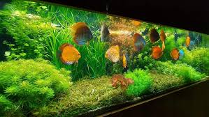 Image result for Limnophila fluviatilis