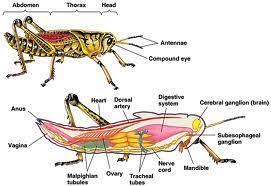 These palps allow the grasshopper. Grasshopper Dissection Lab Companion Grasshopper Insect Anatomy Anatomy