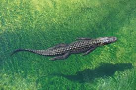Did You Know – Nt Government – Be Crocwise