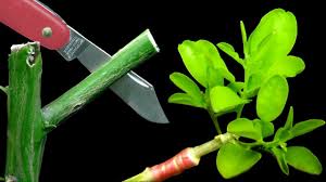 Refine your tree search below. Grafting Citrus Trees Cleft Grafting A Fruit Cocktail Tree Youtube