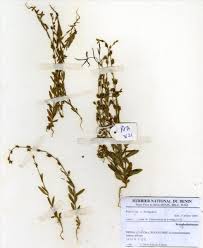 Image result for Crepidorhopalon