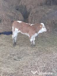 Vrei terenuri de vanzare prahova? Balaneasa Vitei Sugari Lajumate Ro Anunturi Gratuite