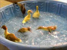 Your baby might not like it much, either. Sunday Cinema Baby Duck Bath Time Morning Bray Farm