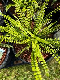 Image result for Asplenium mannii