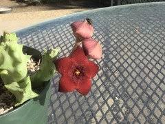Most species are native to south africa, and are grown as potted plants elsewhere. How About A List Of Fragrant Succulents Cactus