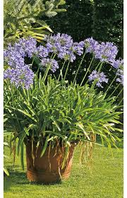 Schmucklilien Selbst De Schmucklilie Garten Lilien