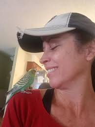 How to get a lost parakeet back from a shelter