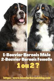 Bouvier Bernois (Lebouvierbernois) - Profil | Pinterest