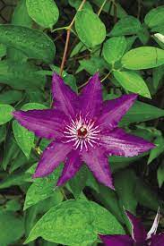 Since there are early and late flowering varieties by choosing carefully it is. The Best Big Blooming Clematis Finegardening