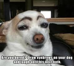 Wanna Have Fun With Your Dog Funny Dogs Cute Funny Animals Funny Animal Pictures Dog With Eyebrows