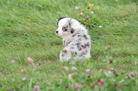 These mini australian shepherd puppies are playful & love to be with their family. 5 Things To Know About Miniature Australian Shepherd Puppies Gfp