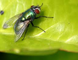 Les mouches se nourrissent de déchets et aiment les fruits un peu trop murs, c'est pour ça qu'elles adorent les cuisines. Mouche A Merde Wikipedia