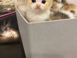 Diger Irklar Kategorisi Kedi Satis